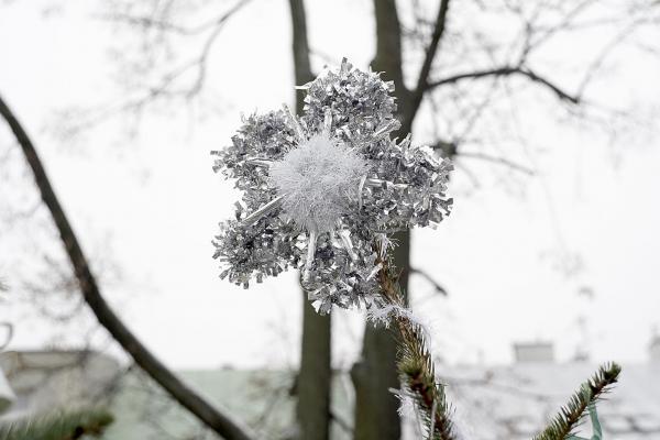 Choinki na kieleckim rynku - Fot. Małgorzata Chmiel