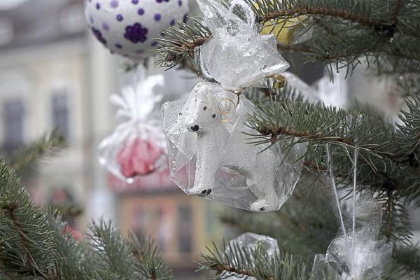 Choinki na kieleckim rynku - Fot. Małgorzata Chmiel