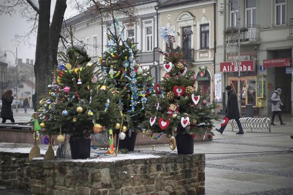 Choinki na kieleckim rynku - Fot. Małgorzata Chmiel