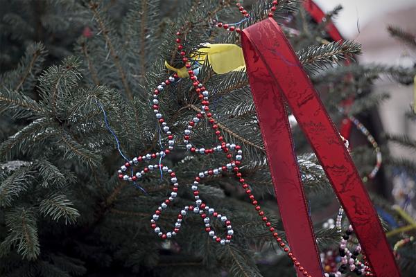 Choinki na kieleckim rynku - Fot. Małgorzata Chmiel