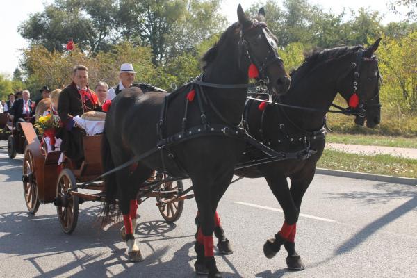 XVI Świętokrzyskie Dożynki Wójewódzkie - Źródło: WDK