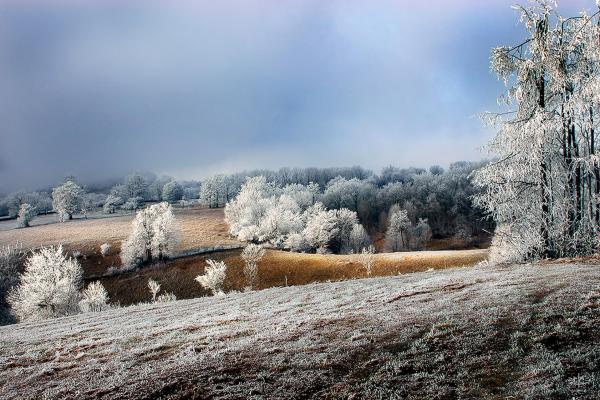 Fot. Stanko Kostica