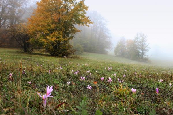 Fot. Stanko Kostica