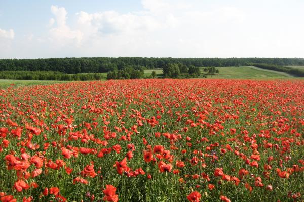 III miejsce: Celina Stępień, Wodzisław