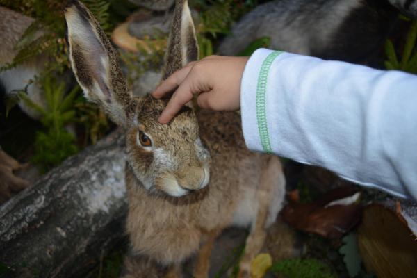 Ogólnopolski Hubertus Świętokrzyski - Fot. WDK