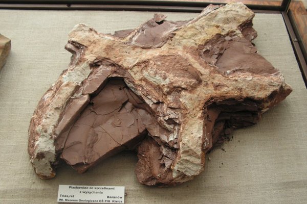 Muzuem Geologiczne - Piaskowiec dolnotriasowy ze szczelinami z wysychania. Fot. M.Studencki