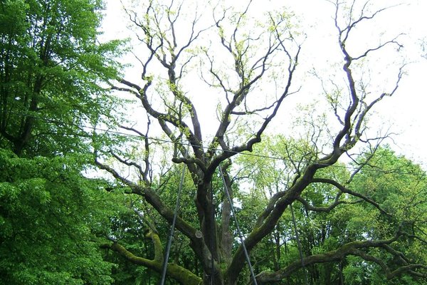 Dąb Bartek - Obecnie posiada 8 konarów głównych.