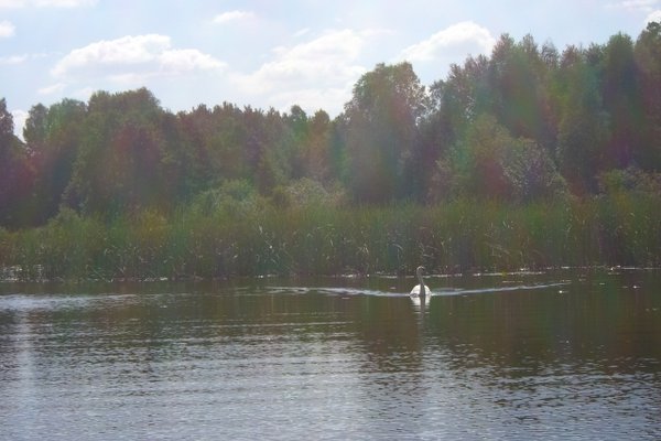 Sielpia i okolice - Zalew otaczają lasy i piaszczyste plaże.Fot. Edyta Ruszkowska