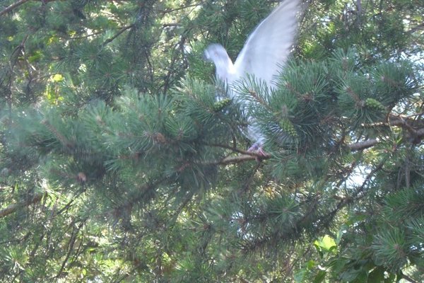 Sielpia i okolice - Lasy w Sielpi zamieszkuje wiele gatunków ptaków.Fot. Edyta Ruszkowska