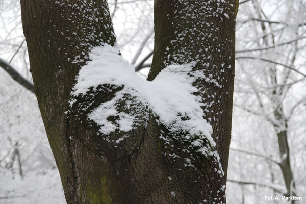 Śnieżne zauroczenie - Fot. A. Markiton