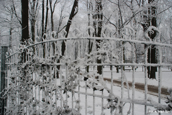 Śnieżne zauroczenie - Fot. A. Markiton