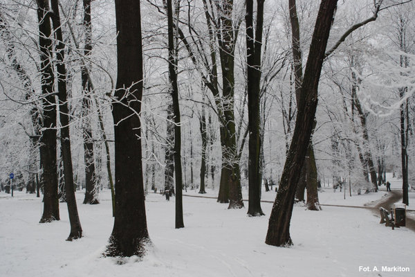 Śnieżne zauroczenie - Fot. A. Markiton