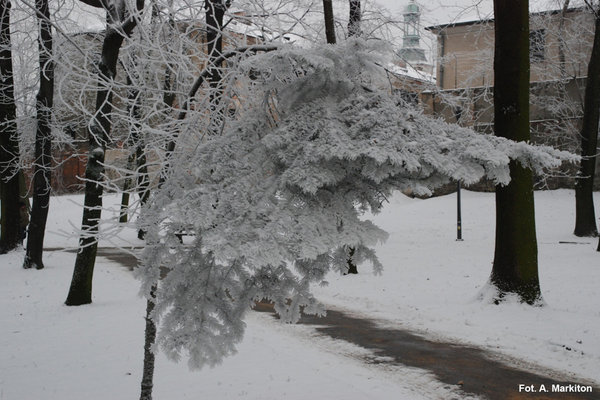 Śnieżne zauroczenie - Fot. A. Markiton