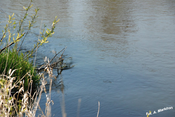 Sobków - Fot. A. Markiton