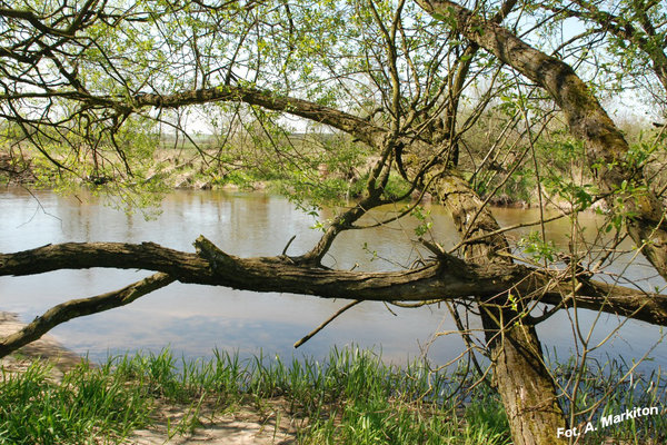 Sobków - Fot. A. Markiton