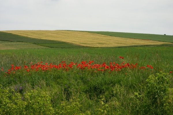 Przyszła wiosna - Fot. Edyta Ruszkowska