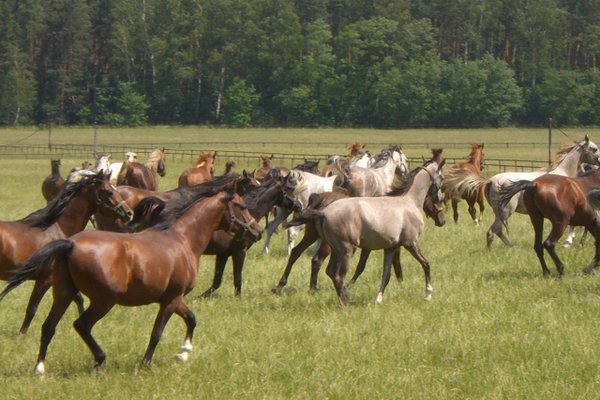 Konie - Fot. Edyta Ruszkowska