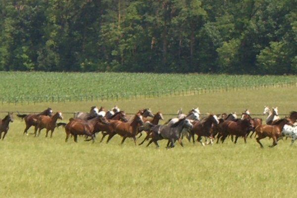 Konie - Fot. Edyta Ruszkowska