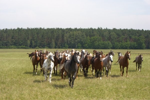 Konie - Fot. Edyta Ruszkowska