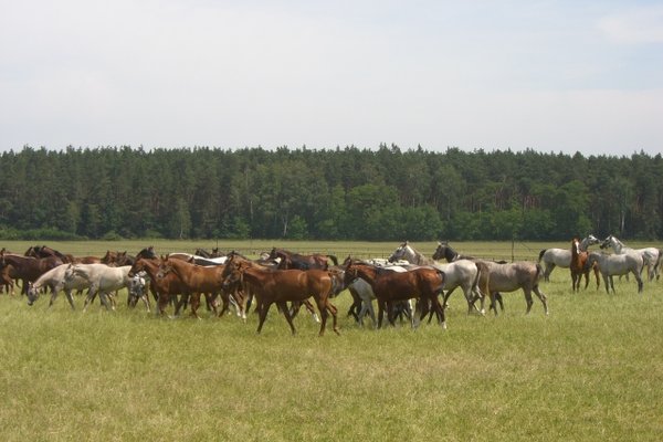 Konie - Fot. Edyta Ruszkowska