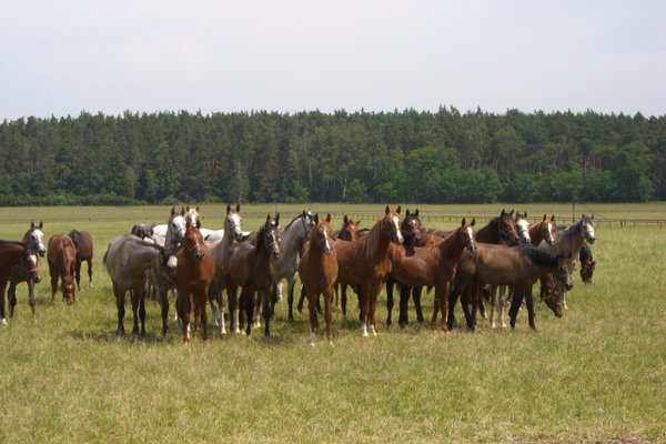 Konie - Fot. Edyta Ruszkowska