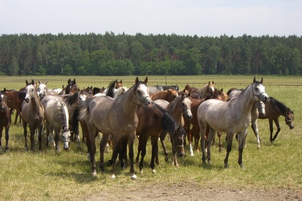 Konie - Fot. Edyta Ruszkowska