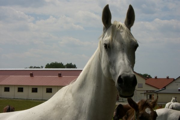 Konie - Fot. Edyta Ruszkowska