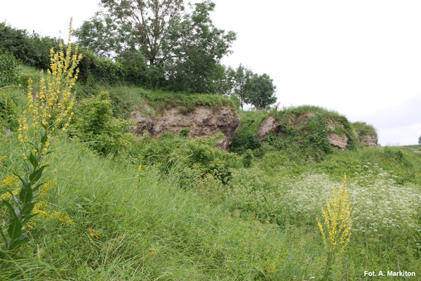 Rezerwat Przyrody Skorocice - Ściany wąwozu.