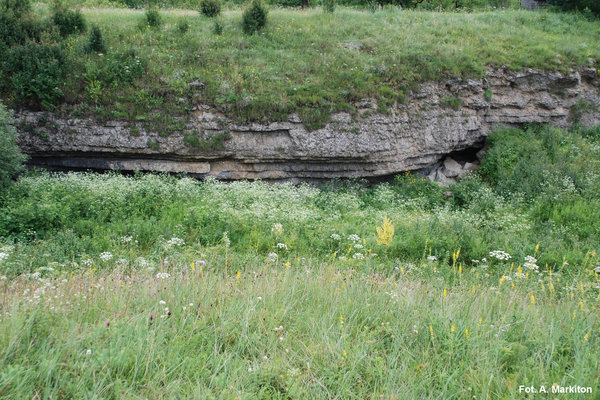 Rezerwat Przyrody Skorocice - Nawis nad potokiem.