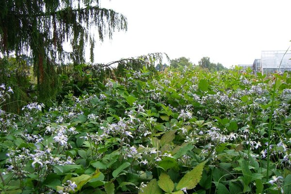 Ogród botaniczny - Fot. Edyta Ruszkowska