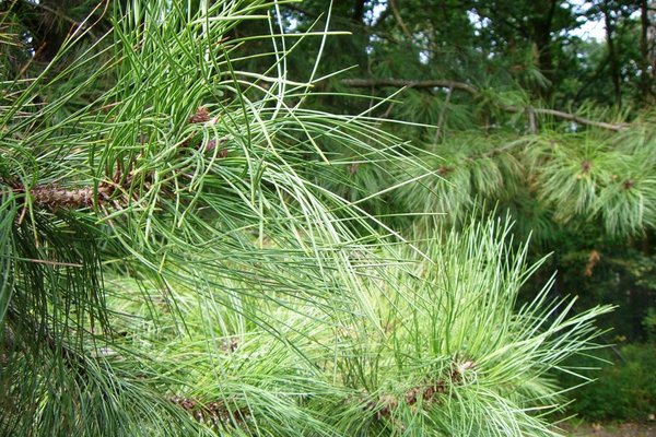 Ogród botaniczny - Fot. Edyta Ruszkowska