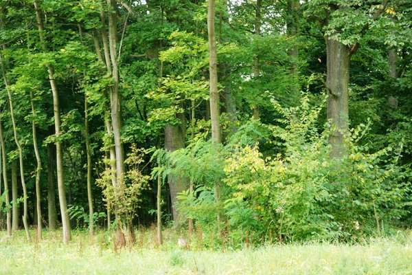 Park otaczający pałac Kołłątajów w Wólce Kłuckiej - Fot. Barbara Jankowska-Piróg