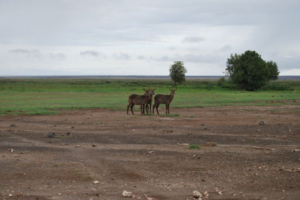 Kenia - Antylopy. Fot. Patryk Stępień