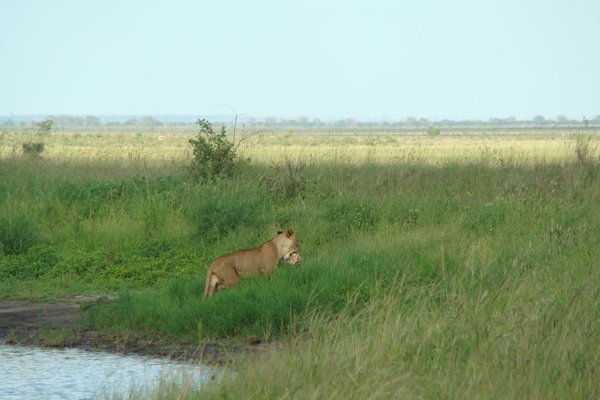 Kenia - Lwica z upolowanym żółwiem. Fot. Patryk Stępień