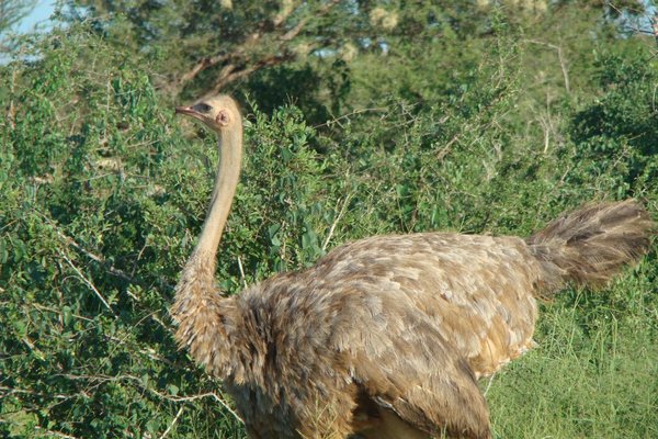 Kenia - Samica strusia posiada szare ubarwienie. Stopa strusia ma tylko dwa palce. Fot. P.Stępień