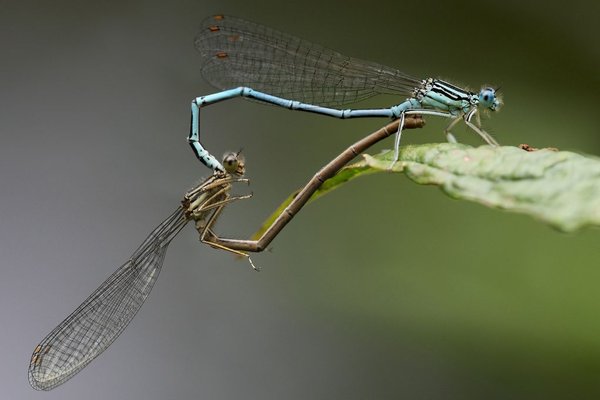 Walentynka - Fotografia marca. Fot. Krzysztof Zając