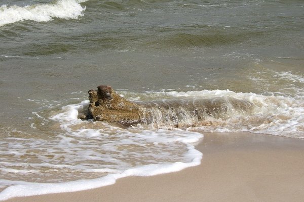 Bałtycka plaża - Fot. Agnieszka Markiton