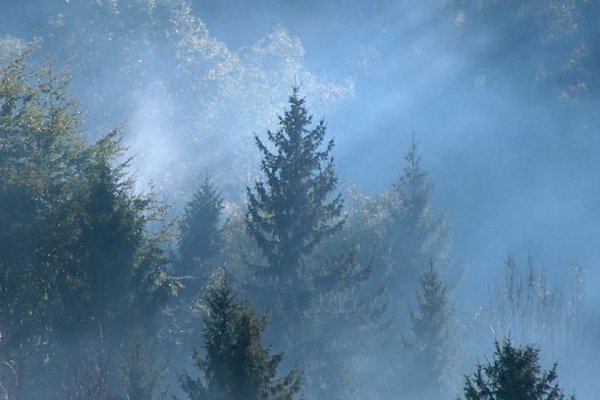 Tajemniczy las - Fotografia sierpnia. Fot. Przemysław Czuba