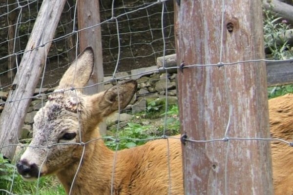 Dzikie zwierzęta? - Fot. Agnieszka Markiton