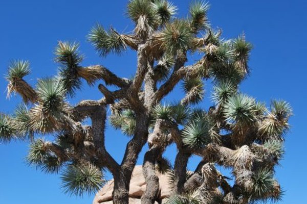 Drzewo Jozuego w Joshua Tree National Park - Fot. Patryk Stępień