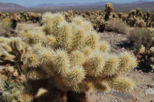 Joshua Tree National Park (Park Narodowy Drzewa Jozuego) - Fot. Patryk Stępień