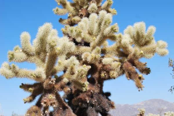 Joshua Tree National Park (Park Narodowy Drzewa Jozuego) - Fot. Patryk Stępień