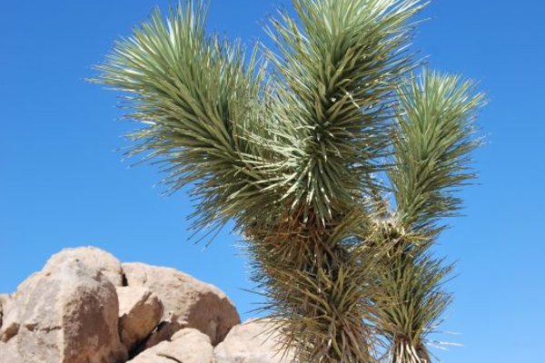 Joshua Tree National Park (Park Narodowy Drzewa Jozuego) - Fot. Patryk Stępień