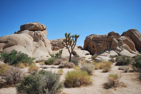 Joshua Tree National Park (Park Narodowy Drzewa Jozuego) - Fot. Patryk Stępień