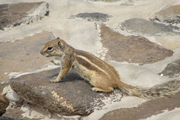 Fuerteventura  - Fot. Edyta Ruszkowska