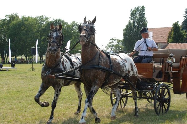 Świętokrzyskie - kraina pięknych koni - Stadnina Koni 