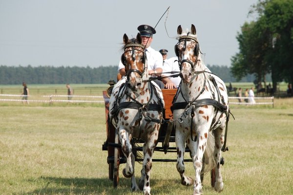 Świętokrzyskie - kraina pięknych koni - Stadnina Koni 