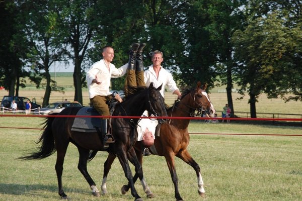 Świętokrzyskie - kraina pięknych koni - Stadnina Koni 