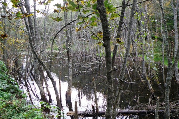 Bieszczady i okolice - Na trasie z Rozsypańca do Wołosatego. Fot. Edyta Ruszkowska