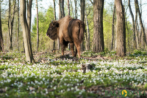 JuraPark Bałtów